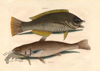 Catesby Fish 7